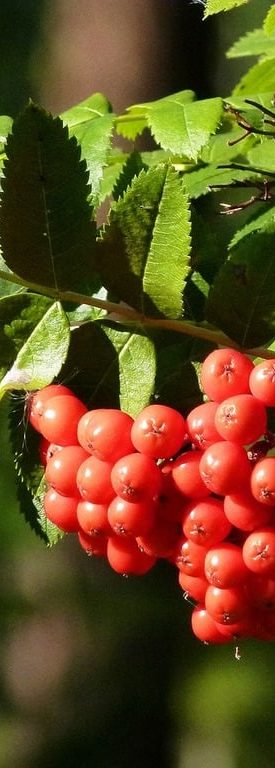 Rowan Tree Rowan Tree leaves and berries